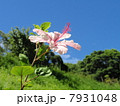天を仰ぐハイビスカス 7931048