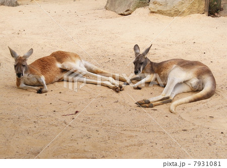 昼寝中のカンガルー 昼寝中のカンガルー 7931081