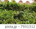 緑のシーサー 7931312