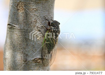 クマゼミ クマゼミ 7931477