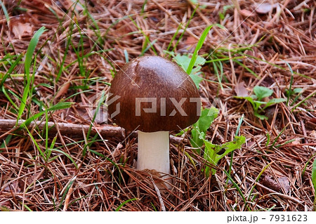 キノコ キノコ 7931623