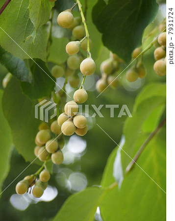 ハクウンボク 7931724