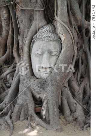 ワットマハータートの仏頭 7931742