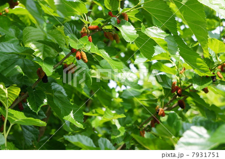 桑の実 7931751