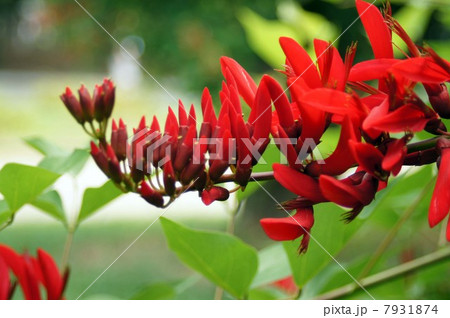 ヒシバデイゴの花 ヒシバデイゴの花 7931874
