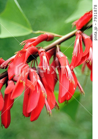 ヒシバデイゴの花 7931878