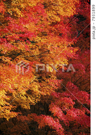 紅葉 飛騨高山 城山公園 紅葉 飛騨高山 城山公園 7931899