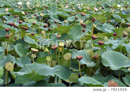 長居植物園の蓮(酔妃蓮)・花と果実　 7931939