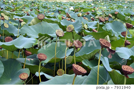 長居植物園の蓮(酔妃蓮)・花と果実　 7931940