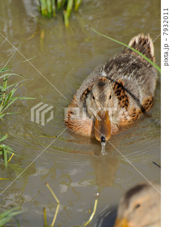 水田の合鴨 水田の合鴨 7932011