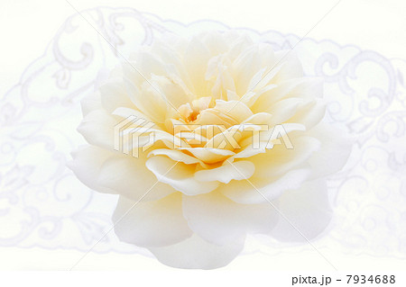 バラ・クレアオースチン  7934688