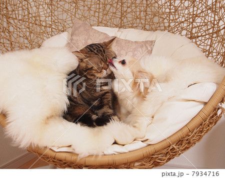 チワワに舐められるアメリカンショートヘアー 7934716