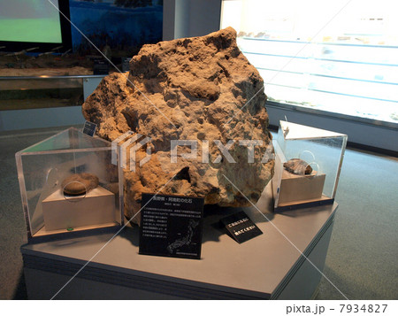 志摩マリンランド・化石 7934827