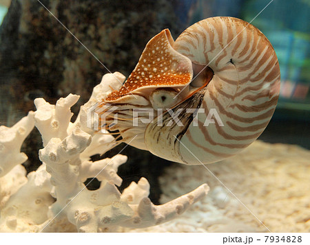 志摩マリンランド・オウムガイ 7934828