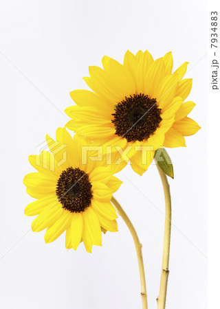ヒマワリ ヒマワリ 7934883