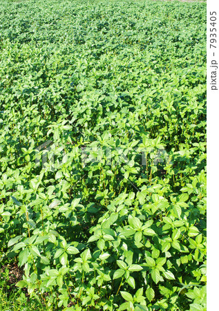 王様の野菜モロヘイヤ 7935405