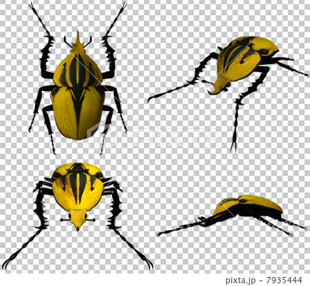 3DCG（Auberturu甲蟲） 7935444