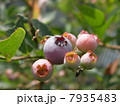 ブルーベリー ブルーベリー 7935483