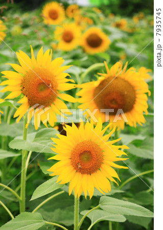 ひまわり22 ひまわり22 7935745