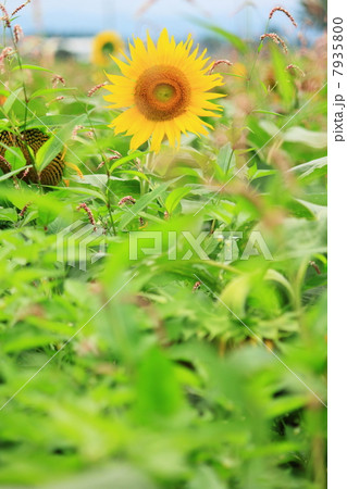 ひまわり15 ひまわり15 7935800