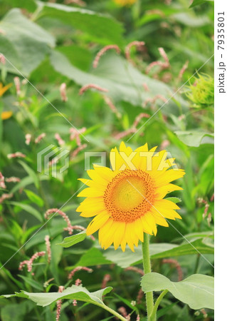 ひまわり２８ 7935801