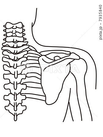 頸椎と肩甲骨の構造のイラスト素材 7935840 Pixta