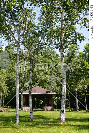 高原の白樺 7936245