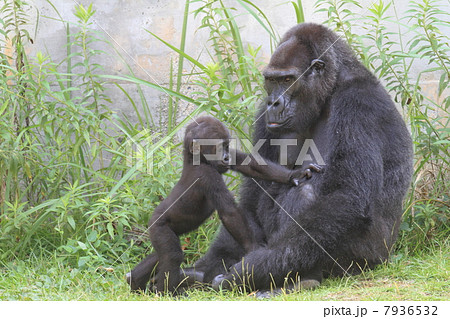 ニシゴリラの赤ちゃんとお母さん 7936532