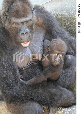 ニシゴリラの赤ちゃんとお母さん ニシゴリラの赤ちゃんとお母さん 7936535