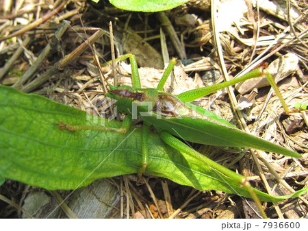 ヤブキリの成虫 7936600