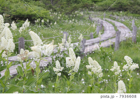 湿地帯を行く 7936608