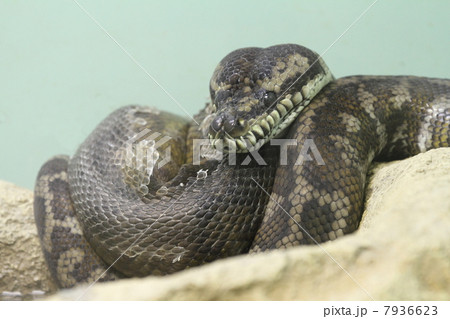 カーペットニシキヘビ 7936623