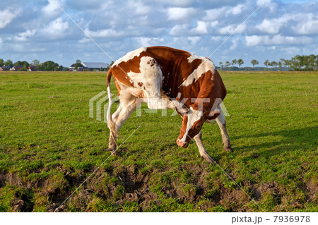 red and white cow scratching 7936978