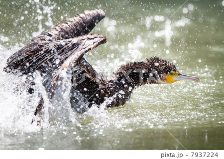 カワウ 7937224