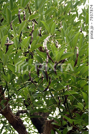 アメリカデイゴの豆果 7937874