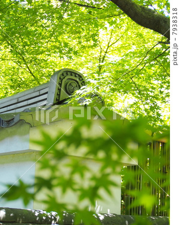 萬福寺の青もみじ 7938318