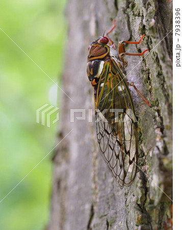 エゾゼミ 7938396