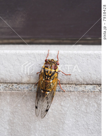 玄関のコンクリートに止まったコエゾゼミ 7938428