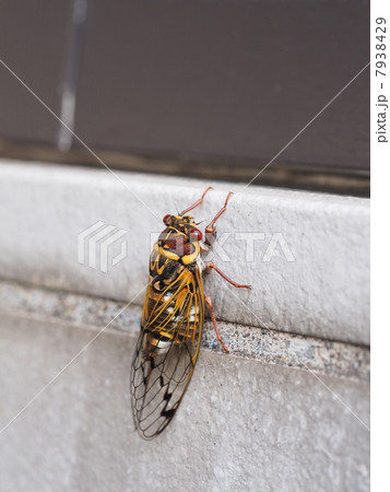 玄関のコンクリートに止まったコエゾゼミ 7938429