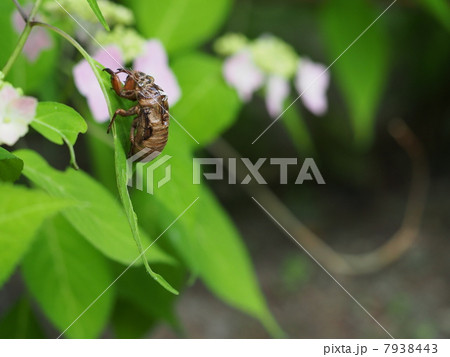 額紫陽花と蝉の抜け殻 7938443