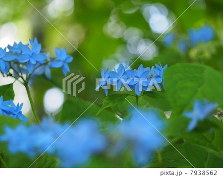 ヤマアジサイ 7938562