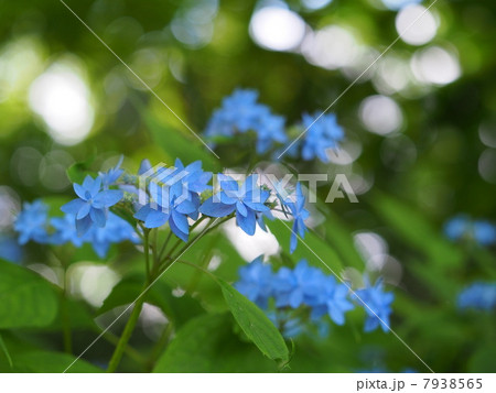 ヤマアジサイ 7938565