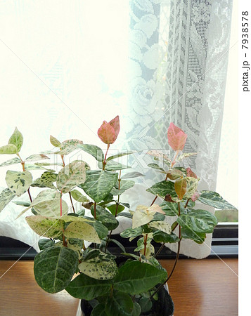 窓辺の観葉植物 ハツユキカズラの写真素材