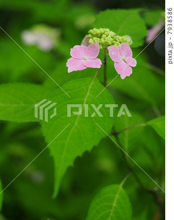 ヤマアジサイ（桃色沢） 7938586