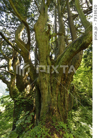 最上の黒杉 最上の黒杉 7938620