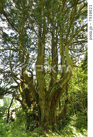 最上の黒杉 最上の黒杉 7938621