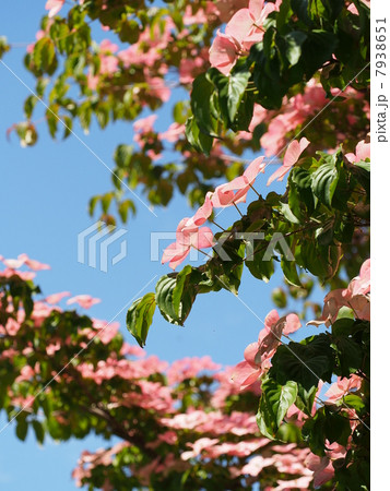 アカバナヤマボウシ 7938651