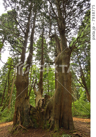 幻想の森 7938775