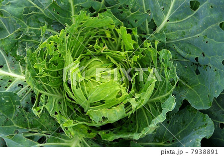 キャベツと青虫 野菜の害虫の写真素材