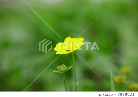 ミヤマキンバイ 7939021